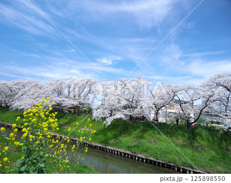 桜と菜の花のある風景 125898550