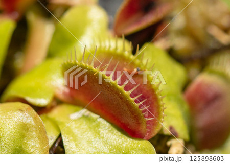 食虫植物　ハエトリグサの捕虫葉 125898603