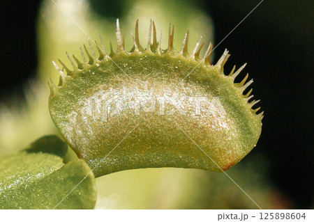 食虫植物　ハエトリグサの捕虫葉 125898604