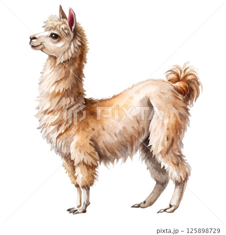 The cutest animals in the world  White Background 125898729