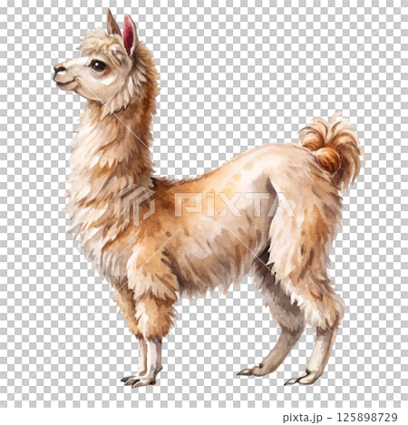 The cutest animals in the world  White Background 125898729