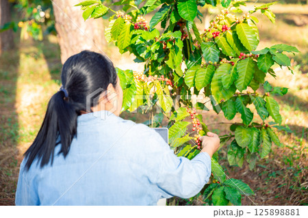 Harvest coffee bean ripe Red berries typing laptop computer check quality control plant coffee tree. Smart farmer using laptop in green coffee farm sustainable quality control agriculture technology Harvest coffee bean ripe Red berries typing laptop computer check quality control plant coffee tree. Smart farmer using laptop in green coffee farm sustainable quality control agriculture technology 125898881