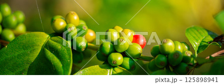Close up harvest red ripe coffee seed robusta arabica berry harvesting coffee farm. Harvest coffee bean ripe Red berries plant fresh seed coffee tree growth in green eco organic farm green background 125898941
