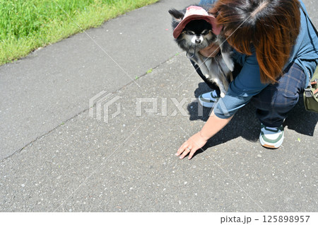 地面の温度を手で確認する飼い主の女性　夏素材　ロングコートチワワ 125898957