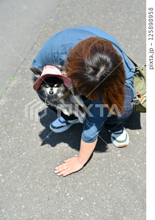 地面の温度を手で確認する飼い主の女性 夏素材 ロングコートチワワ 地面の温度を手で確認する飼い主の女性 夏素材 ロングコートチワワ 125898958