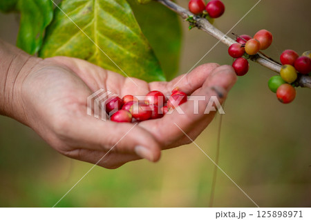 Close up hand harvest red ripe coffee seed robusta arabica berry harvesting coffee farm. Hand people harvest coffee bean ripe Red berries plant fresh seed coffee tree growth in green eco organic farm Close up hand harvest red ripe coffee seed robusta arabica berry harvesting coffee farm. Hand people harvest coffee bean ripe Red berries plant fresh seed coffee tree growth in green eco organic farm 125898971