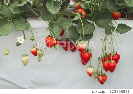 いちご いちご 125898981