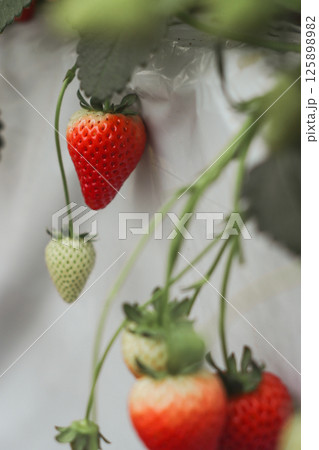いちご いちご 125898982