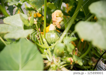 Smart farming techniques hydroponic salad vegetables pumpkin flower yellow green ensuring fresh sustainable produce agriculture promotes healthy eating support farmer living local community non gmo 125899001
