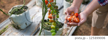 Smart farming techniques hydroponic salad vegetables technology tomato red green ensuring fresh sustainable produce agriculture promotes healthy eating support farmer living local community non gmo 125899006