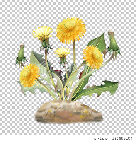A bush of yellow dandelions on an earthen hummock on a white background. Watercolor flowers, buds and leaves are hand-drawn. Botanical illustration of wildflowers for summer design. Gardening. Country 125899104