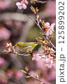 メジロと桜 125899202