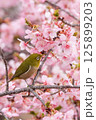メジロと桜 125899203