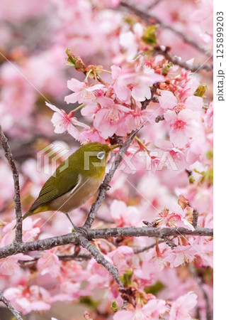 メジロと桜 125899203
