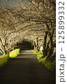 夜桜 125899332