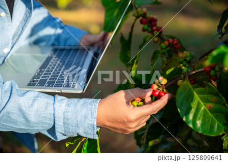 Harvest coffee bean ripe Red berries typing laptop computer check quality control plant coffee tree. Smart farmer using laptop in green coffee farm sustainable quality control agriculture technology 125899641