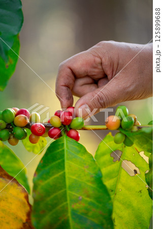 Close up hand harvest red ripe coffee seed robusta arabica berry harvesting coffee farm. Hand people harvest coffee bean ripe Red berries plant fresh seed coffee tree growth in green eco organic farm 125899688