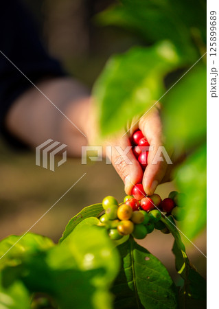 Close up hand harvest red ripe coffee seed robusta arabica berry harvesting coffee farm. Hand people harvest coffee bean ripe Red berries plant fresh seed coffee tree growth in green eco organic farm 125899689