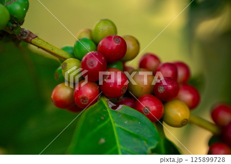 Close up harvest red ripe coffee seed robusta arabica berry harvesting coffee farm. Harvest coffee bean ripe Red berries plant fresh seed coffee tree growth in green eco organic farm green background Close up harvest red ripe coffee seed robusta arabica berry harvesting coffee farm. Harvest coffee bean ripe Red berries plant fresh seed coffee tree growth in green eco organic farm green background 125899728