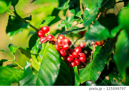 Close up harvest red ripe coffee seed robusta arabica berry harvesting coffee farm. Harvest coffee bean ripe Red berries plant fresh seed coffee tree growth in green eco organic farm green background Close up harvest red ripe coffee seed robusta arabica berry harvesting coffee farm. Harvest coffee bean ripe Red berries plant fresh seed coffee tree growth in green eco organic farm green background 125899797