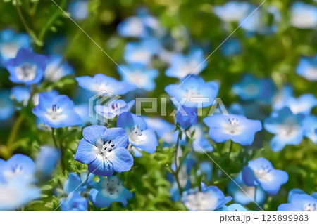 Nemophira/ネモフィラの花 Nemophira/ネモフィラの花 125899983