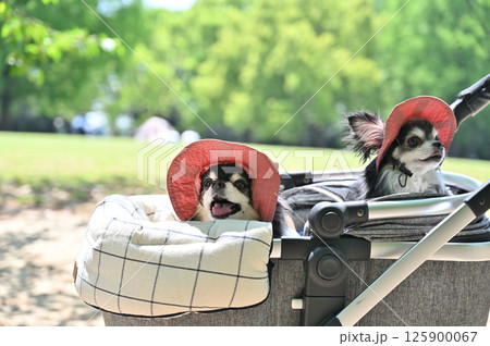 暑い夏はおそろいのUV帽子をかぶって犬用カートでお散歩 チワワ 暑い夏はおそろいのUV帽子をかぶって犬用カートでお散歩 チワワ 125900067