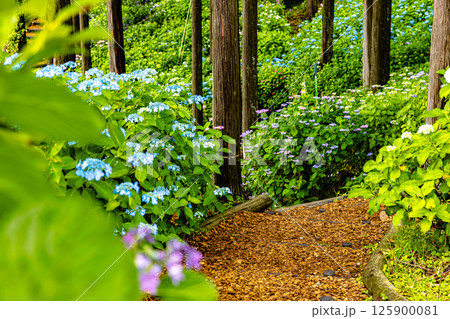 静岡県三島市　あじさい 125900081