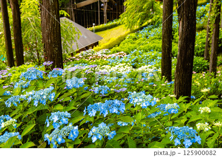静岡県三島市　あじさい 125900082