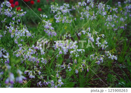 【4月】雨に濡れた大根の花 撮影場所:家庭菜園(神奈川県大和市) 【4月】雨に濡れた大根の花 撮影場所:家庭菜園(神奈川県大和市) 125900263