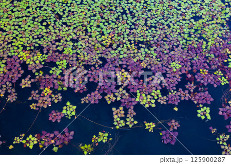 菱の葉 菱の葉 125900287