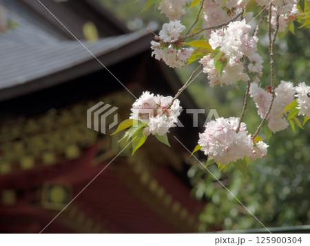 鹽竈桜　塩釜神社 125900304
