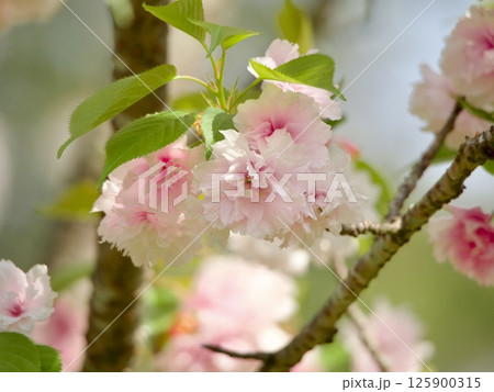 鹽竈桜 鹽竈桜 125900315
