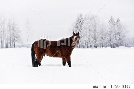 Dark brown horse wading on snow covered field, view from side, looking back 125900397