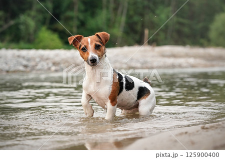 Small Jack Russell terrier crawling in shallow water near beach on a summer day, looking into camera, some drops spraying from her wet fur 125900400
