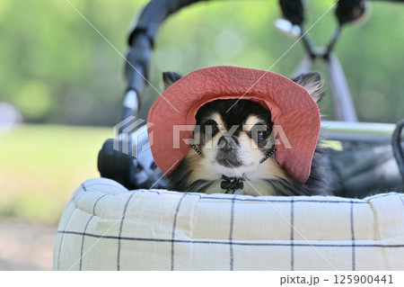 暑い夏はUV帽子をかぶって犬用カートでお散歩　チワワ 125900441