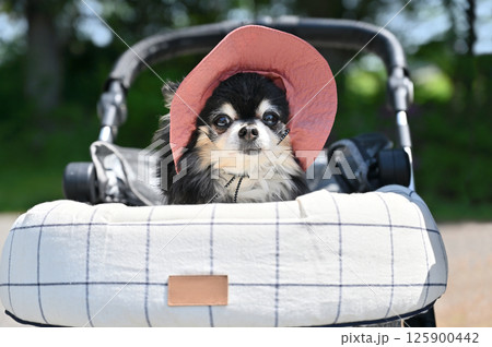 暑い夏はUV帽子をかぶって犬用カートでお散歩 チワワ 暑い夏はUV帽子をかぶって犬用カートでお散歩 チワワ 125900442