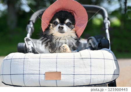 暑い夏はUV帽子をかぶって犬用カートでお散歩 チワワ 暑い夏はUV帽子をかぶって犬用カートでお散歩 チワワ 125900443