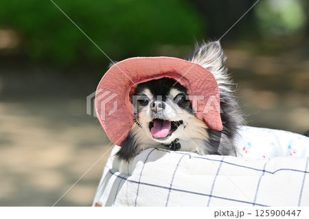 暑い夏はUV帽子をかぶって犬用カートでお散歩　チワワ 125900447