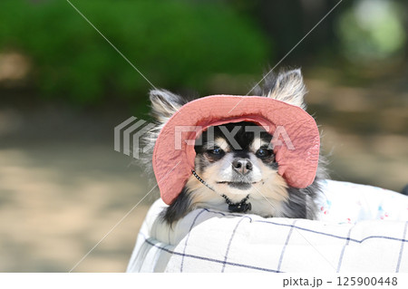 暑い夏はUV帽子をかぶって犬用カートでお散歩　チワワ 125900448