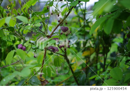 雨に濡れたアケビの花 撮影場所:家庭菜園(神奈川県大和市) 雨に濡れたアケビの花 撮影場所:家庭菜園(神奈川県大和市) 125900454
