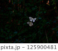 蝶_001 125900481