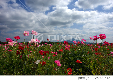茨城県、小貝川ふれあい公園の初夏。満開の赤やピンク色のポピーと筑波山とのコラボレーションが印象的だ。 茨城県、小貝川ふれあい公園の初夏。満開の赤やピンク色のポピーと筑波山とのコラボレーションが印象的だ。 125900642