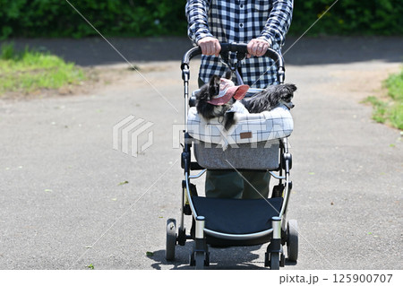 ペットカートで散歩する男性と2匹のチワワ ペットカートで散歩する男性と2匹のチワワ 125900707