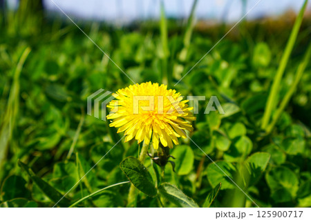 たんぽぽの花 125900717