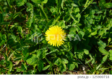 たんぽぽの花 125900718