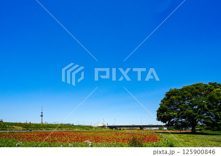 赤いポピー畑と一本の大きな木 125900846