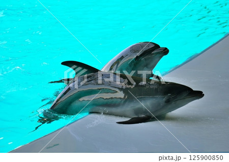 イルカショーの風景 125900850