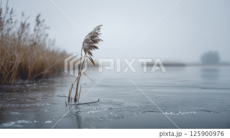 Lone Reed in Frozen Landscape on a Calm Winter Day 125900976