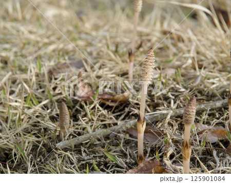 つくし つくし 125901084