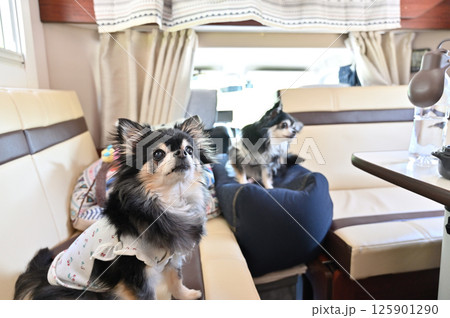 キャンピングカーの車内で過ごす愛犬 チワワ キャンピングカーの車内で過ごす愛犬 チワワ 125901290